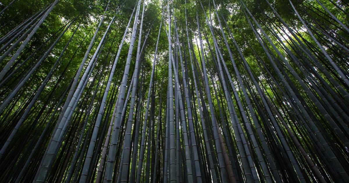 远程控制安全：保护数字边界的关键措施 - 远程控制安全 远程桌面