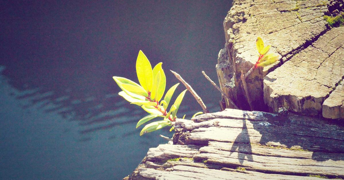 AnyDesk：远程办公的新利器 - AnyDesk 远程桌面